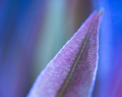 Leaf Purple